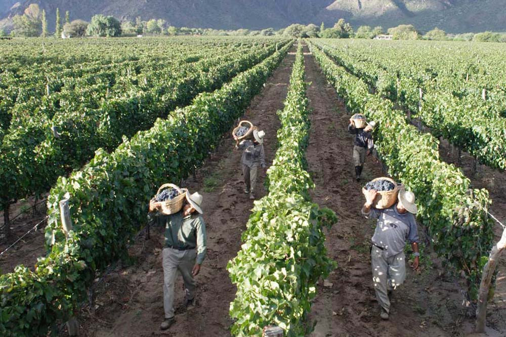 Vinedos uruguayos