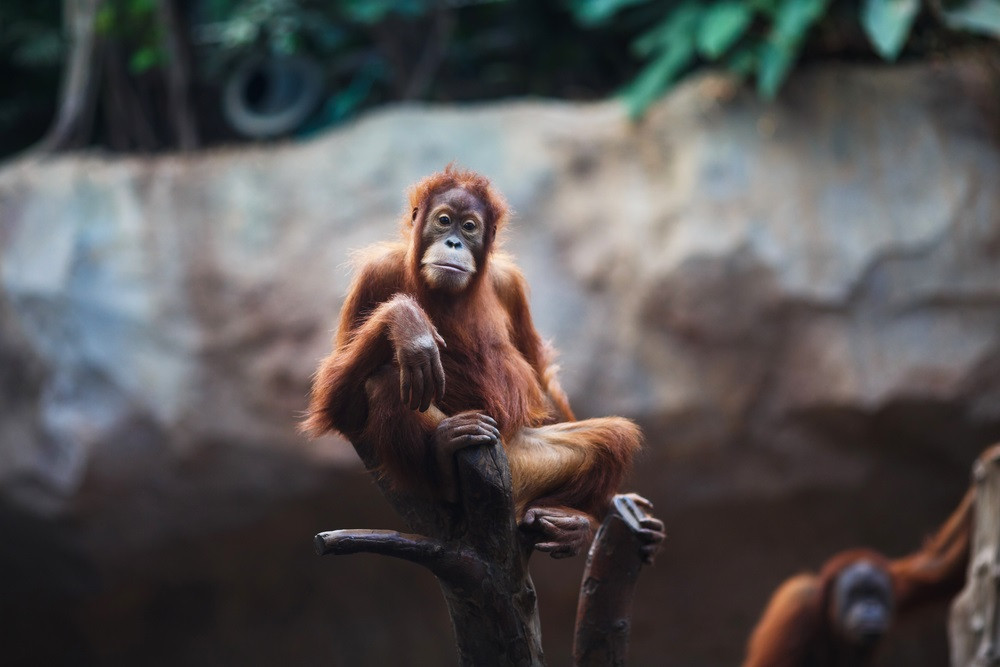 Alemania Leipzig Zoo