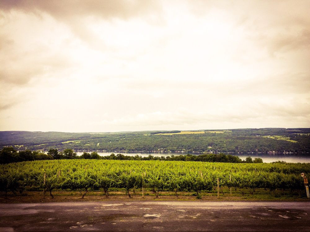 Konstantin Frank Vinifera Wine Cellars. Viu00f1edos