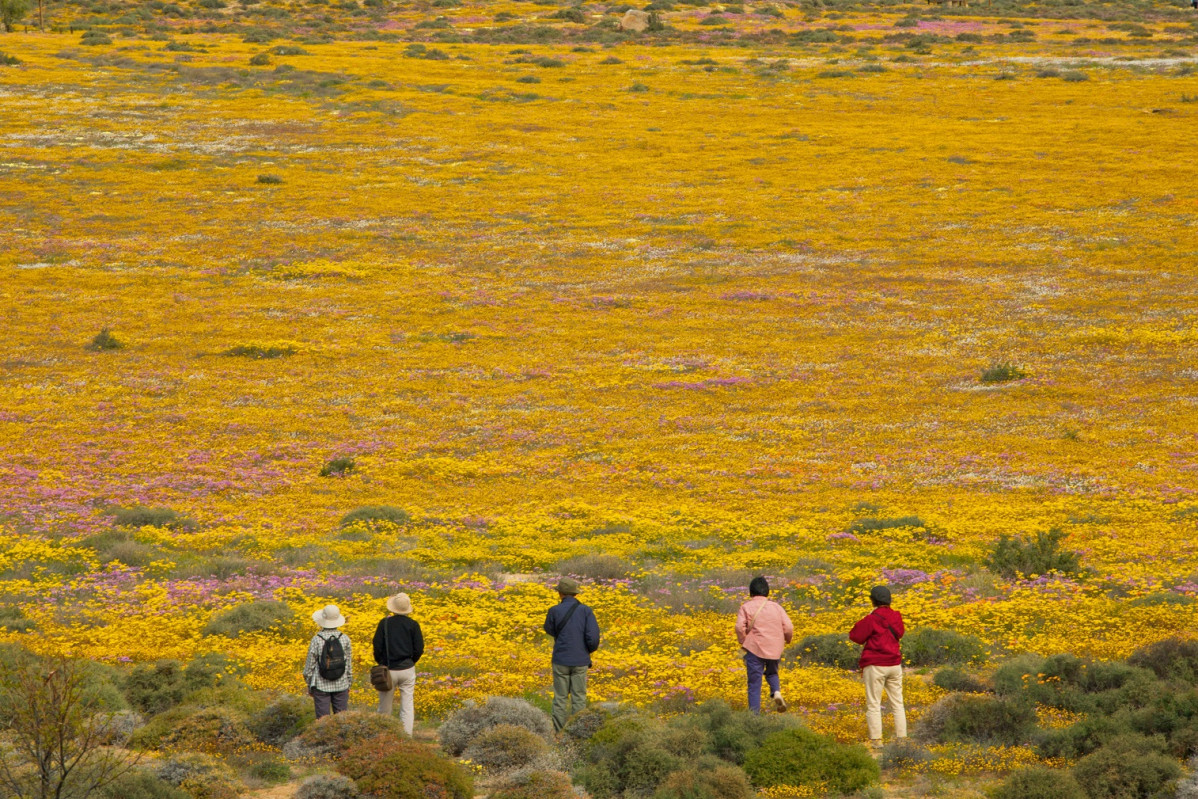 Daisy namaqualand 1514