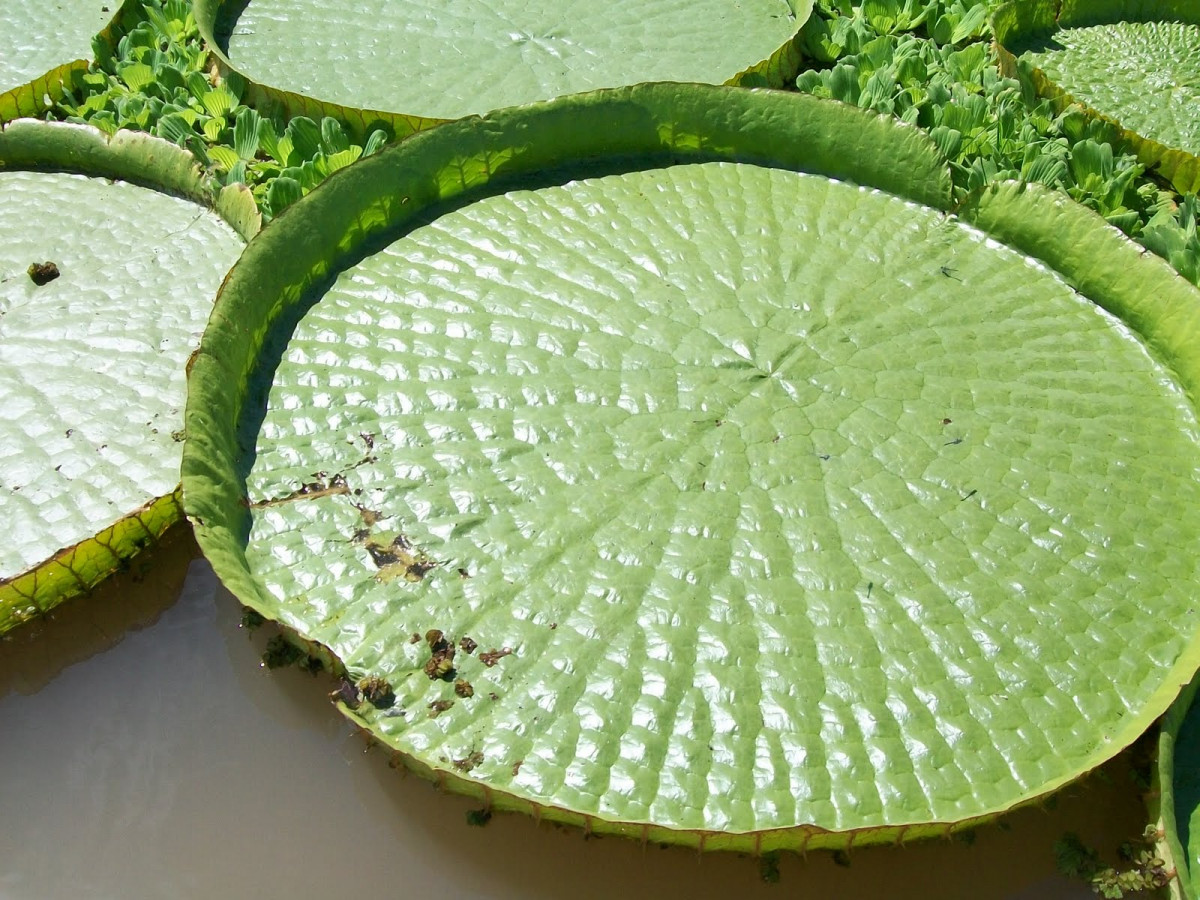 Irupe, Maiz de agua (por su fruto), plato de agua