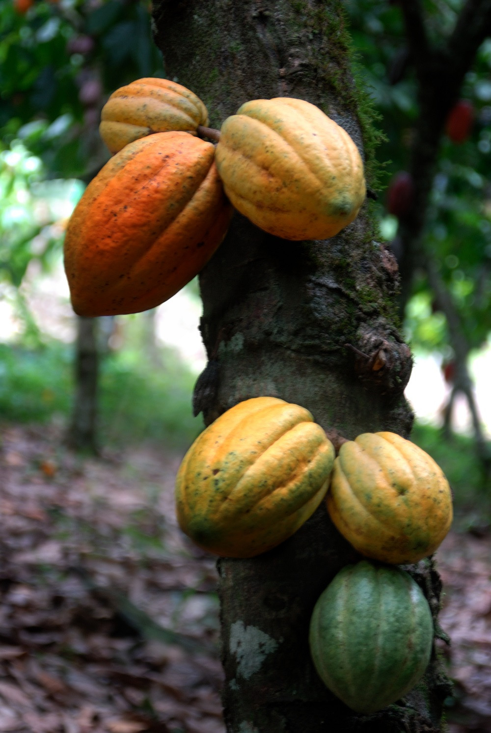 Cacao 001