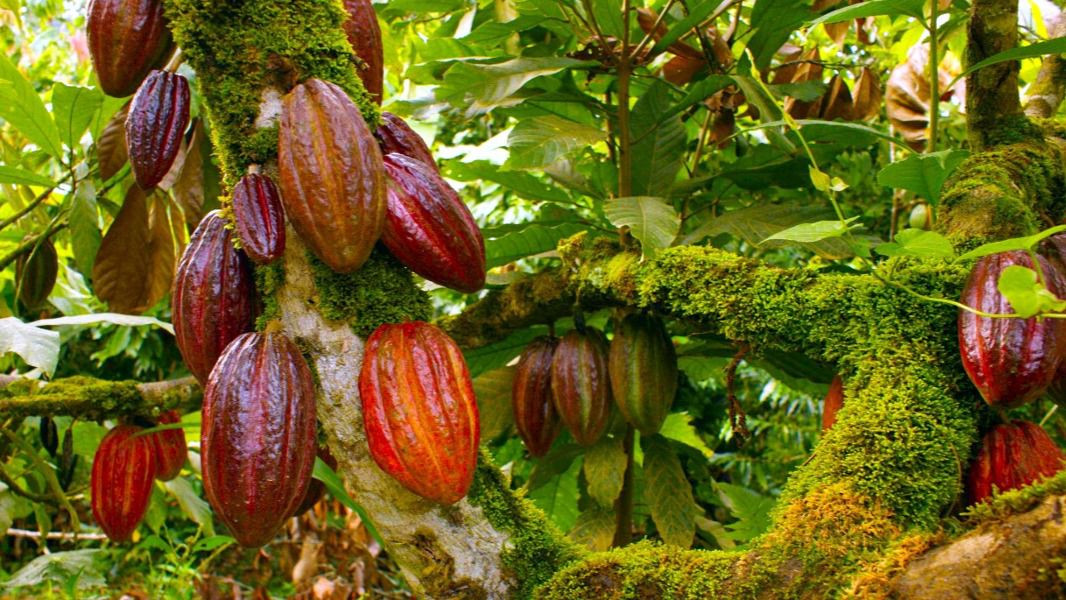 6524 cacao.jpg.imgw