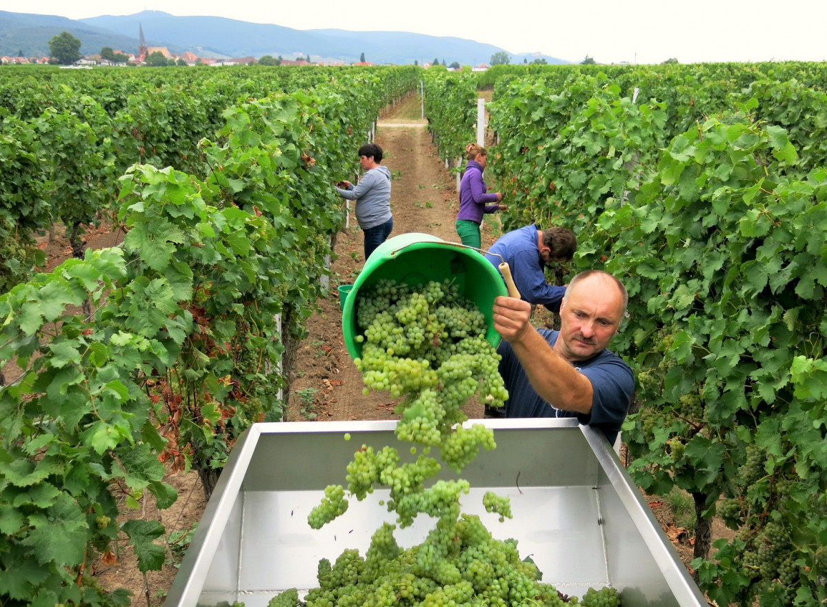 ALEMANIA Weinlese Start genussradeln pfalz 1527