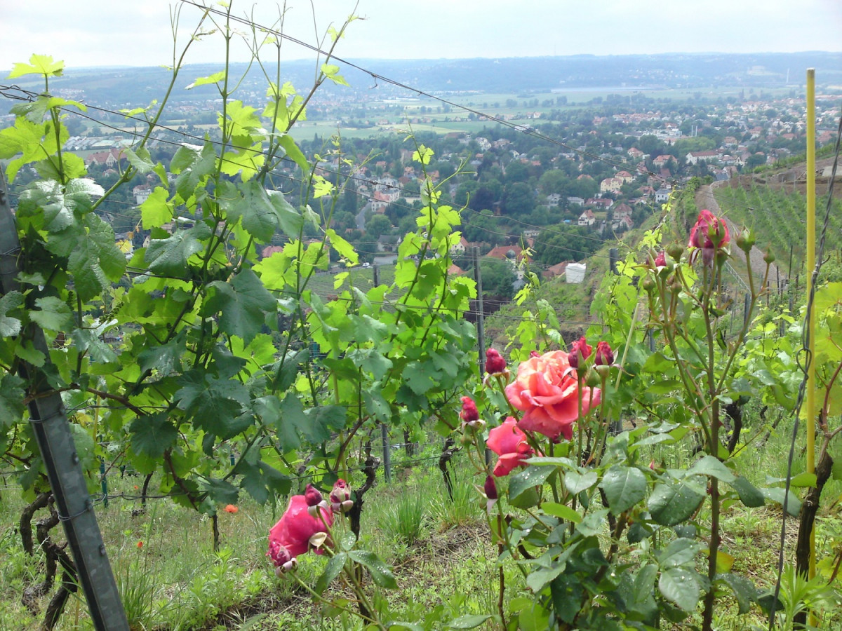 Alemania Traminer 1500