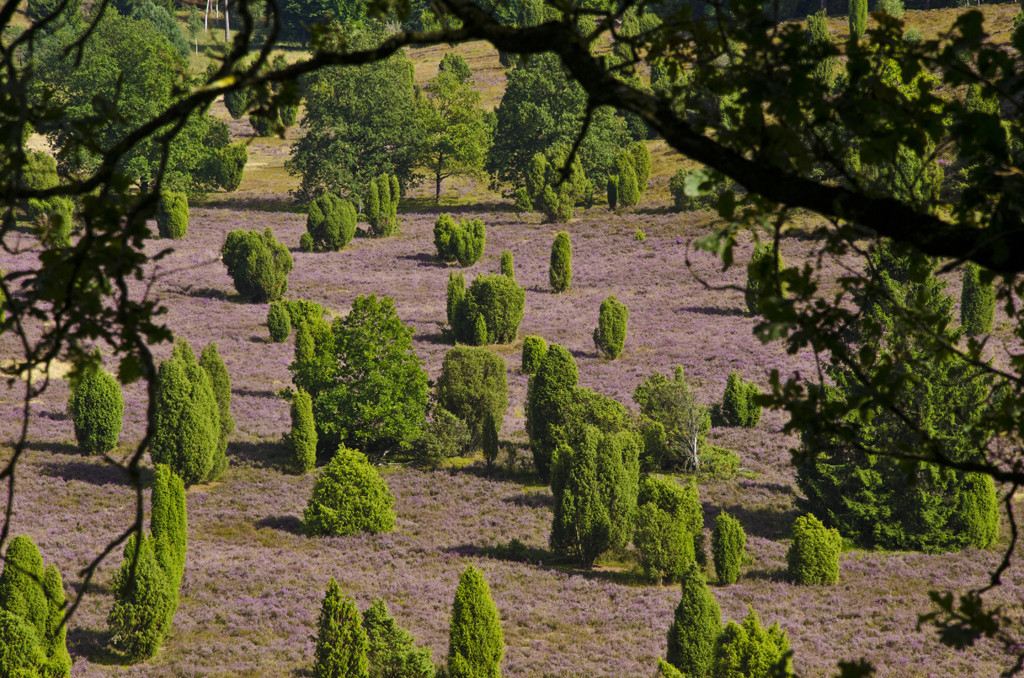 Alemania Juniper is typical of Lu00fcneburg Heath
