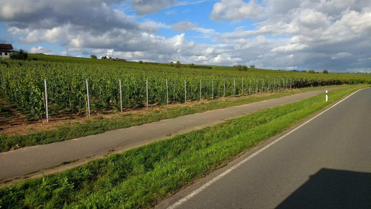 Alemania Renania Palatinado la vendimia paisaje de viu00f1edos