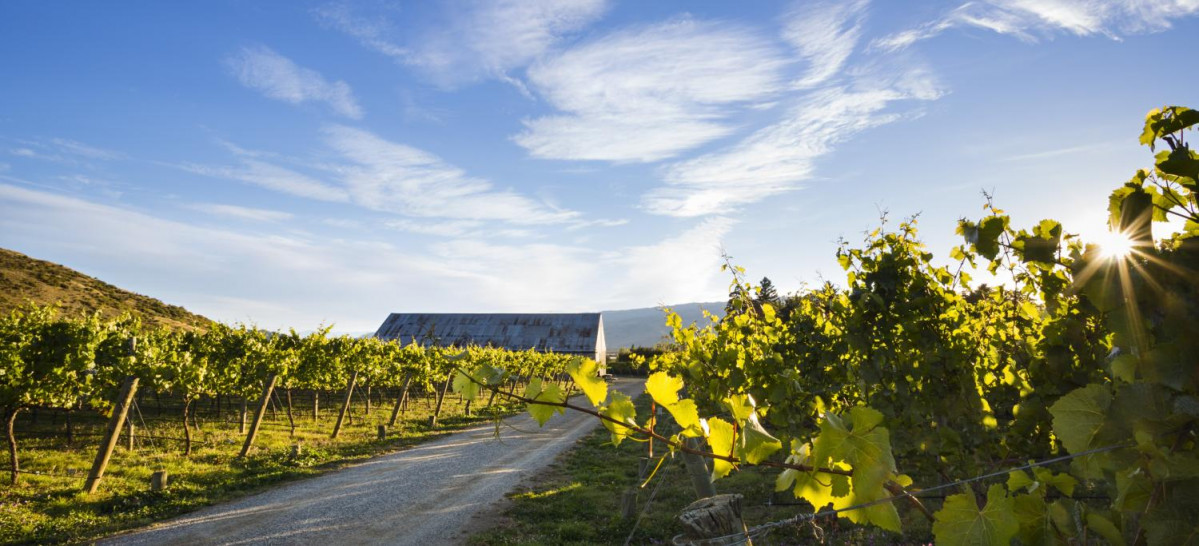 Sam Neill, viu00f1edos otago