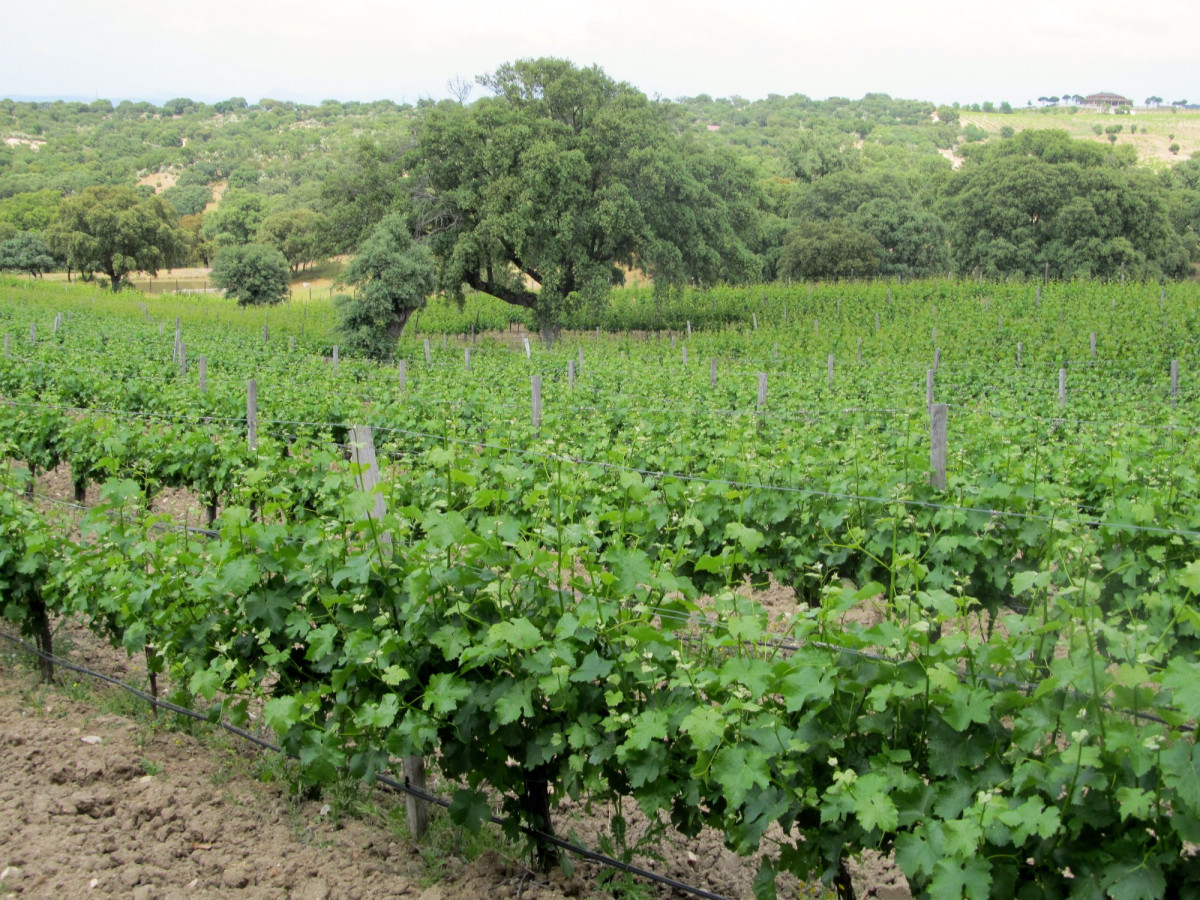 Viñedos llenos de color, de vida… para descubrir un sabor único de Toledo