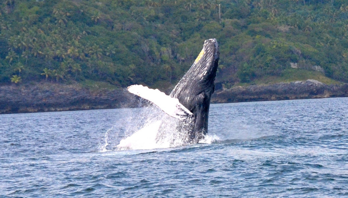 Ballena Jorobada 1500
