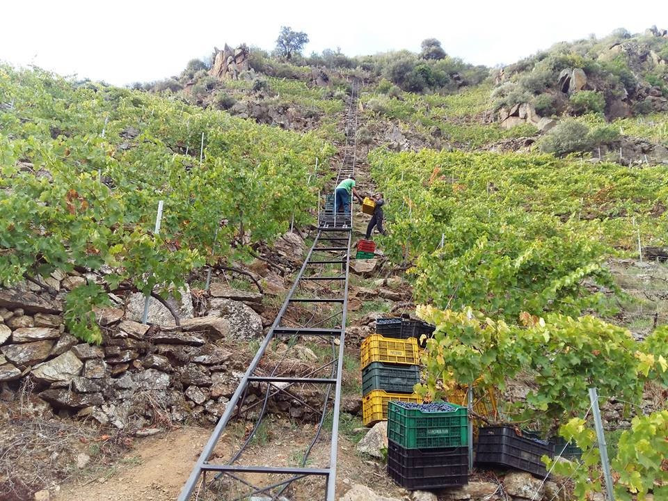 Ribeira Sacra, Vendimia Viticultura heroica
