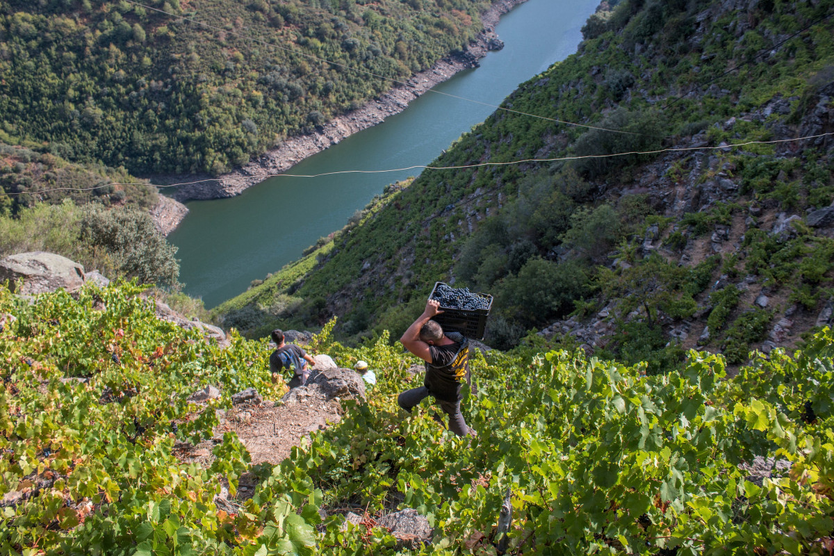 Ribeira Sacra, Vendimia 2018