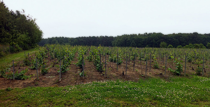 Domaine Chardonnay Meerdael