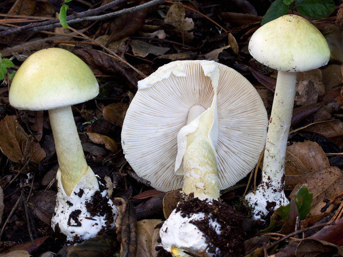 Amanita phalloides