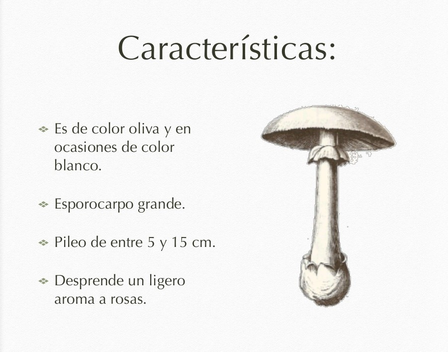 Amanita phalloides 4 1024