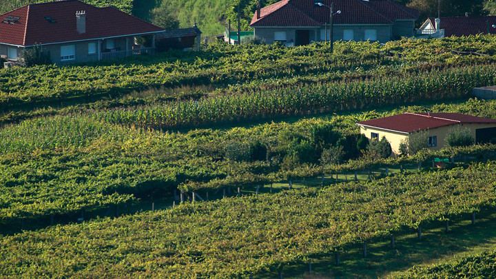 Vionta