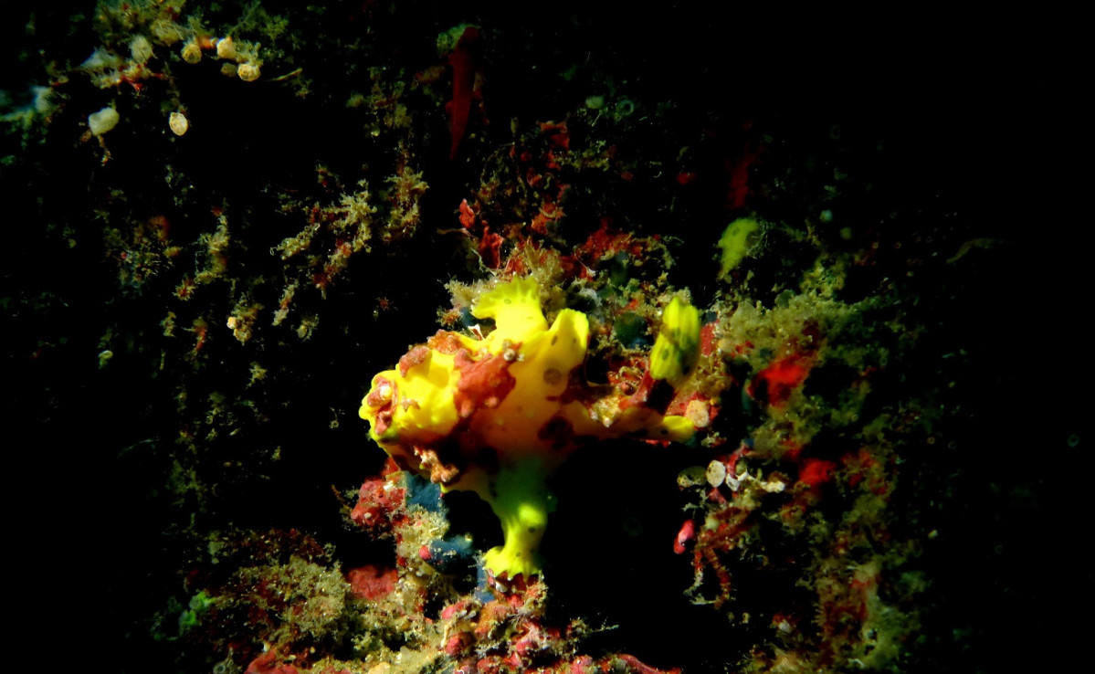 Filipinas buceo en malapascua 1539