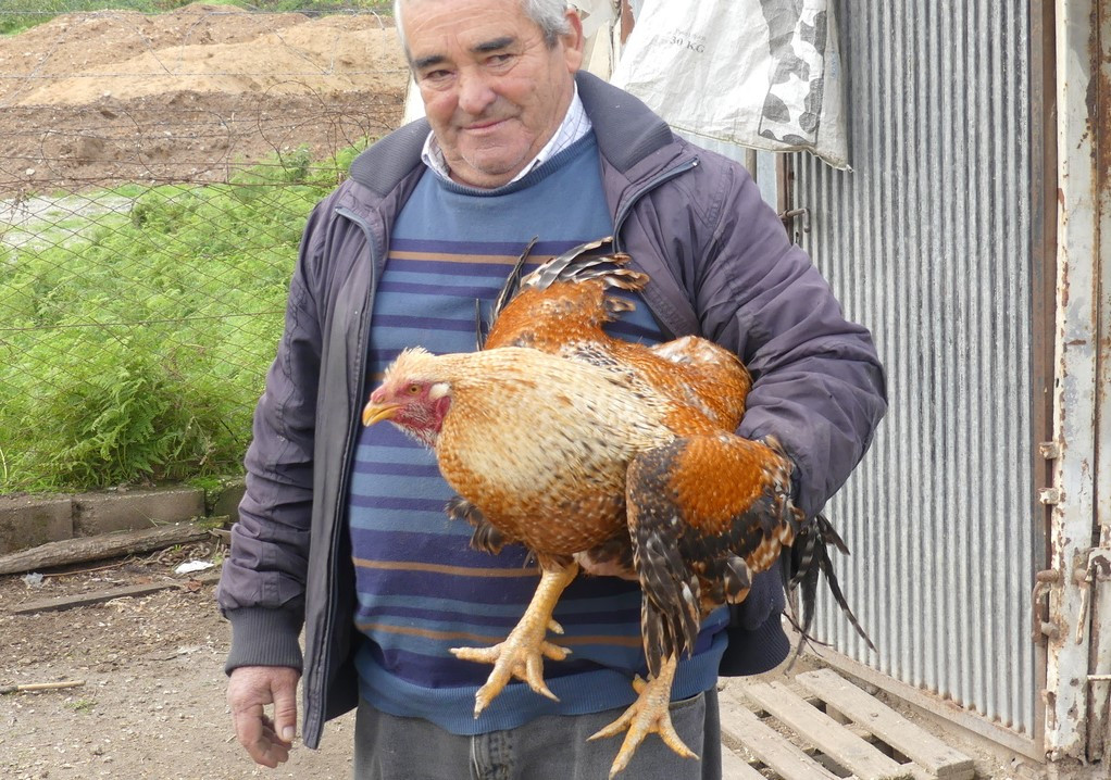 Alfredo Meireles, criador capao de freamunde