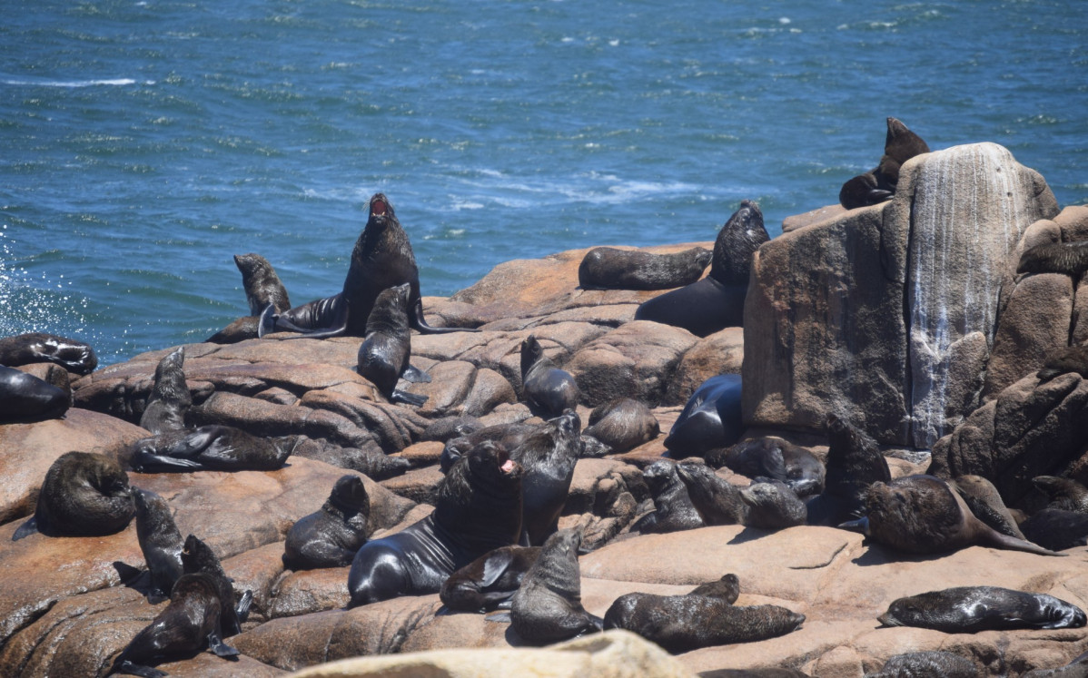 Uruguay Cabo Polonio reserva de lobos marinos