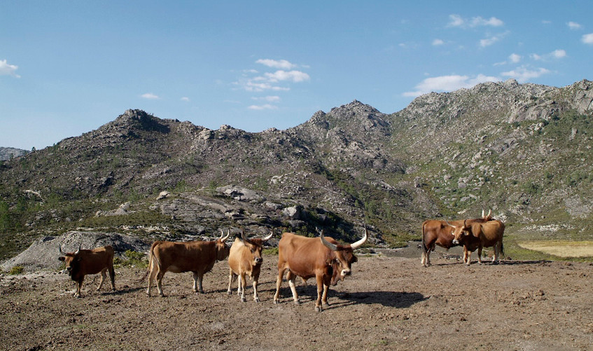Celanova limia