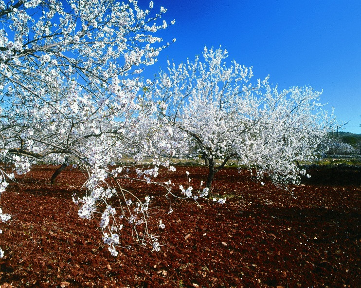 Turismo Algarve Almendros en flor (5)