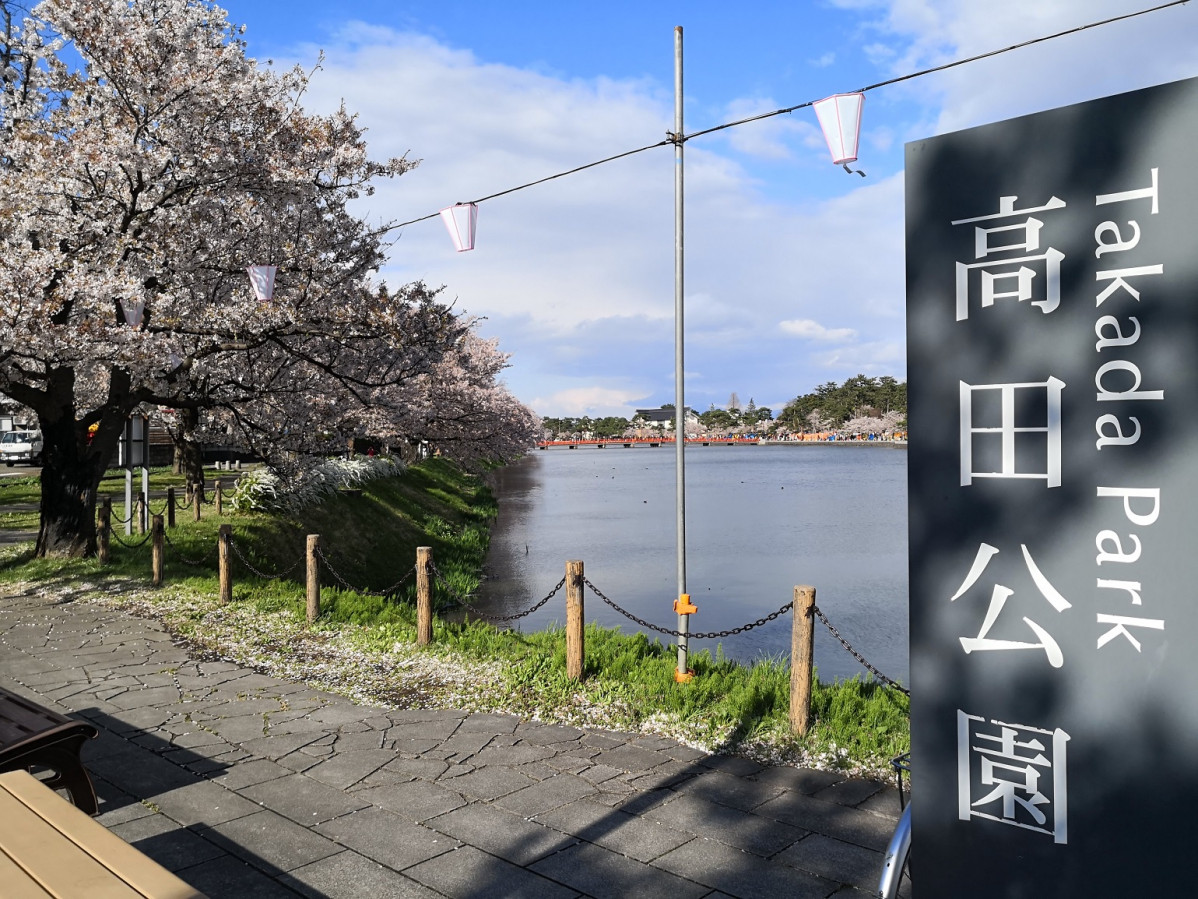 Japu00f3n Takada park Castle   Day Sakura 2018 1539