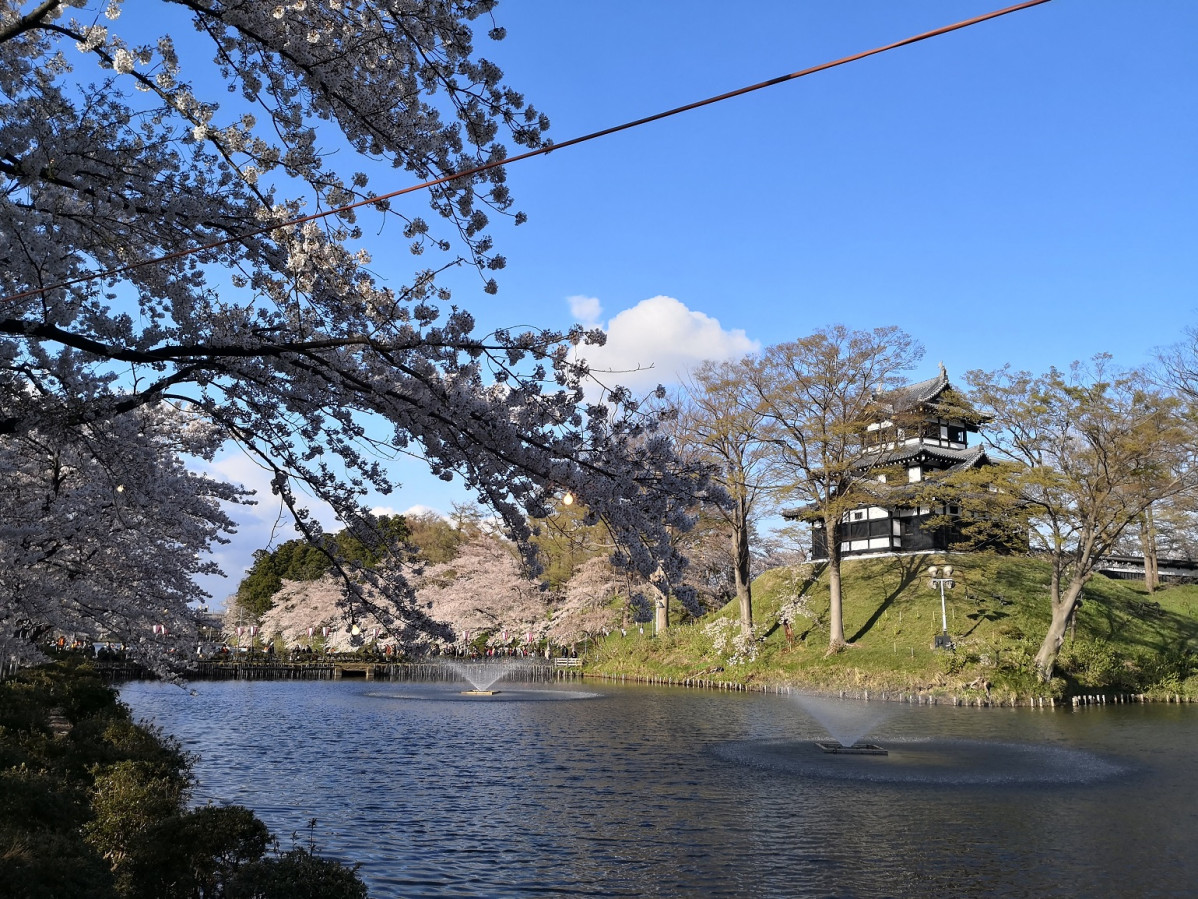 Japu00e1n Takada Castle   Day Sakura 2018 1539