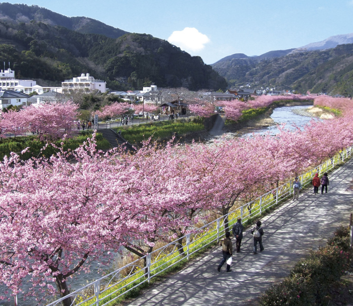 Japu00f3n Cherry blossoms in Kawazu City 15277