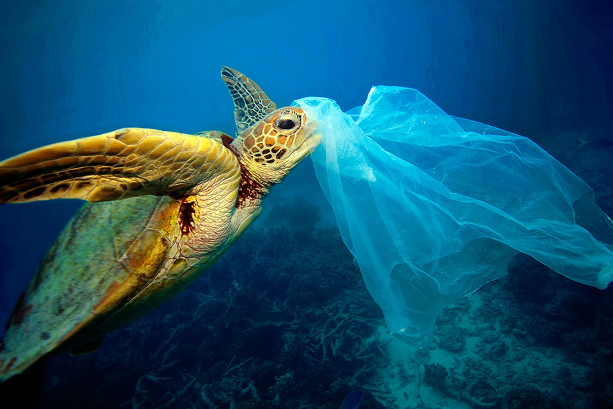 Turtle eating plastic bag copyright troy mayne 1668x1112