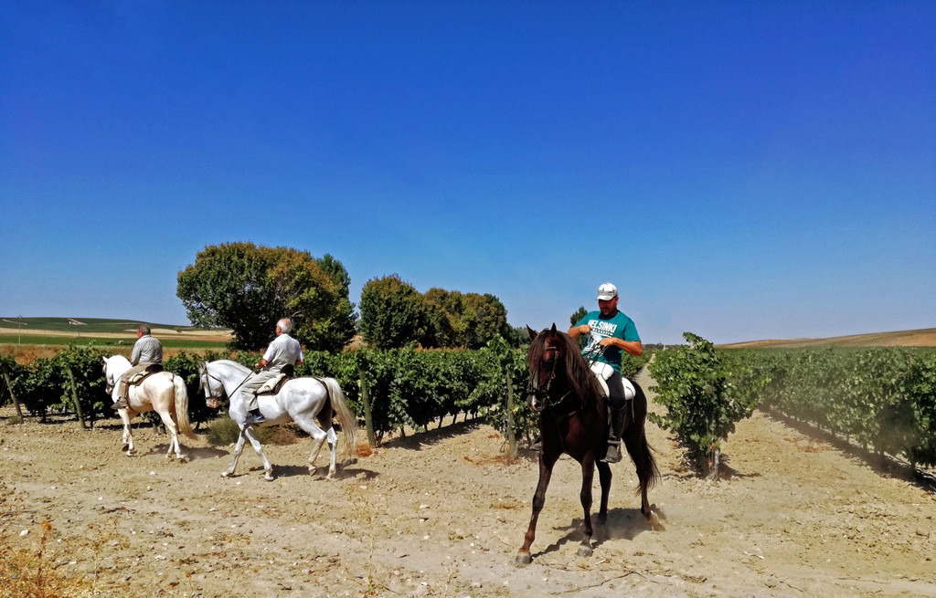 Enoturismo. Ruta del Vino de Rueda01