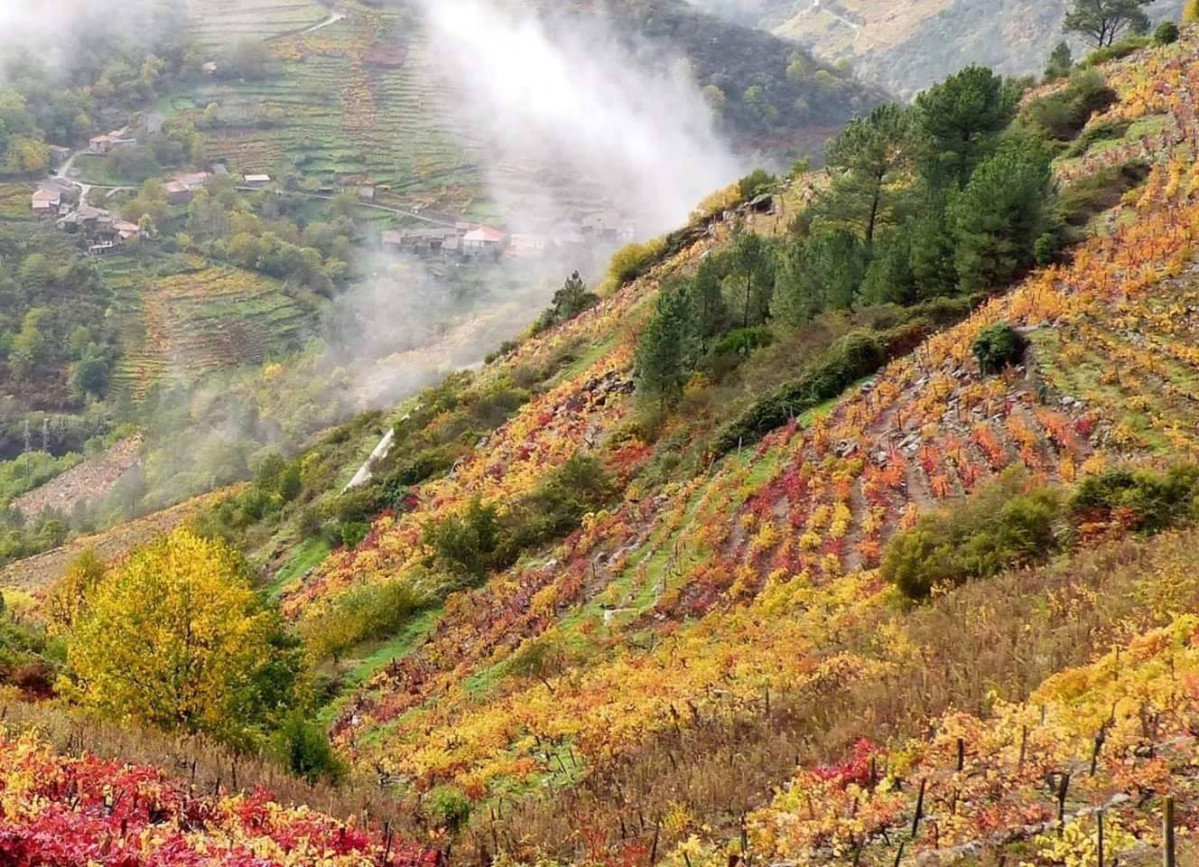 Socalcos Ribeira Sacra