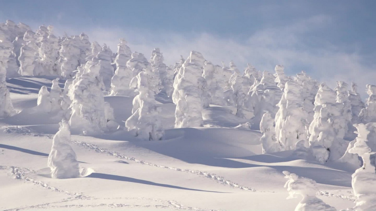 Japu00f3n los legendarios, monstruos de la nieve,  de Zao Onsen, o juhyo, en japonu00e9s.
