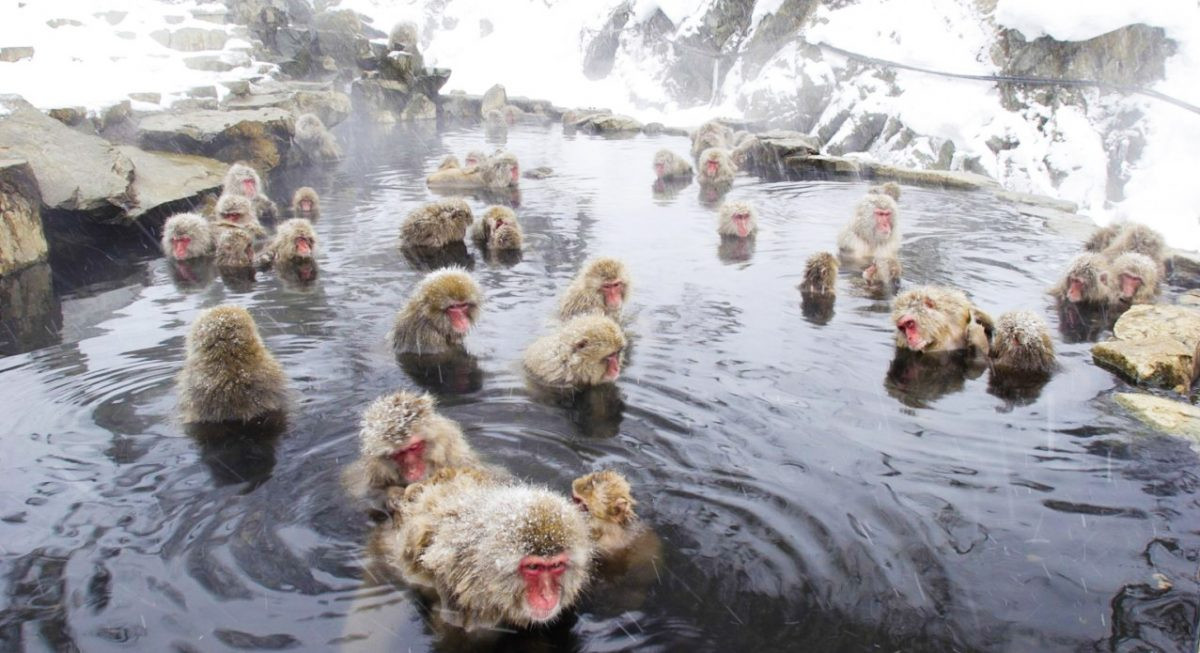 Japón Parque Jigokudani y sus monos salvajes