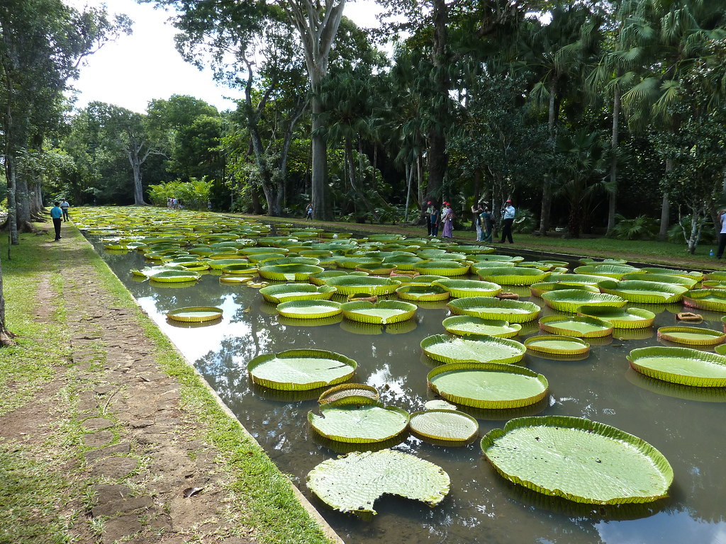 Isla Mauricio Jardines Pamplemousses