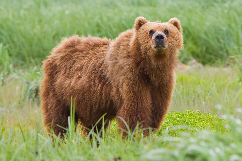 BROWN BEAR