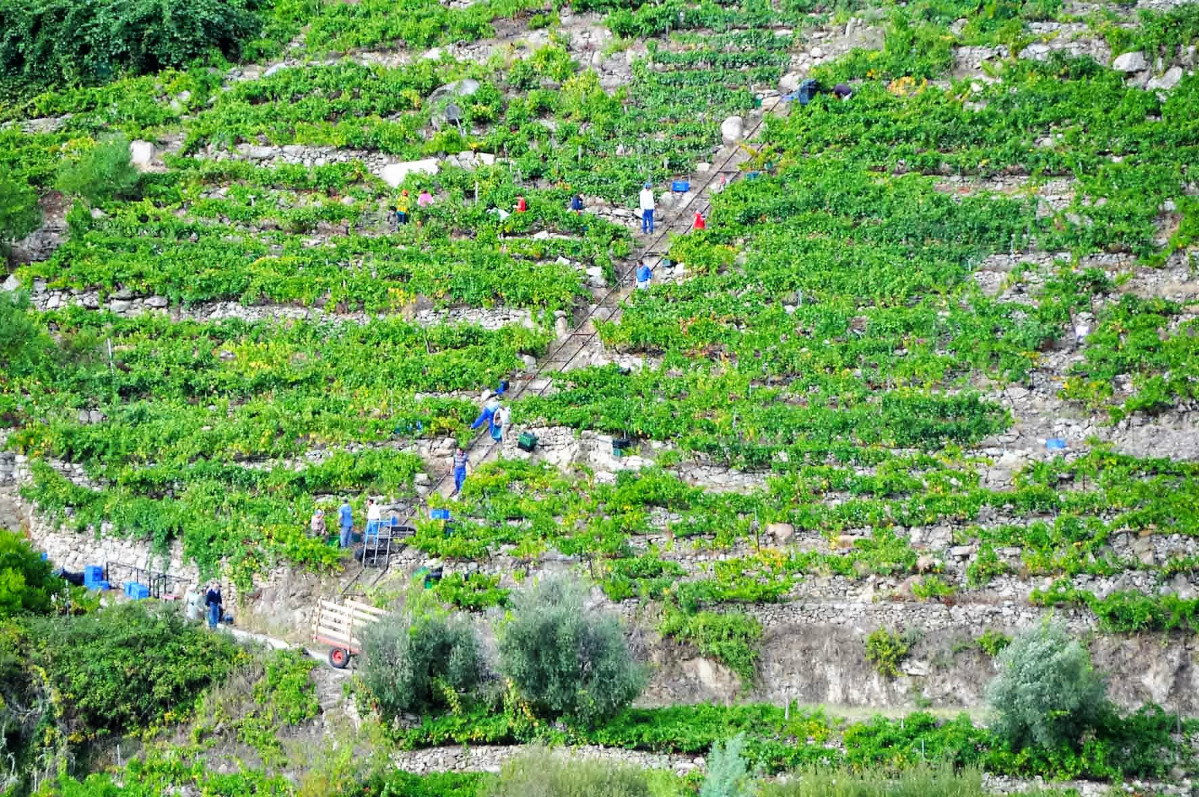 Ribeira Sacra vendimia  ronsel do sil
