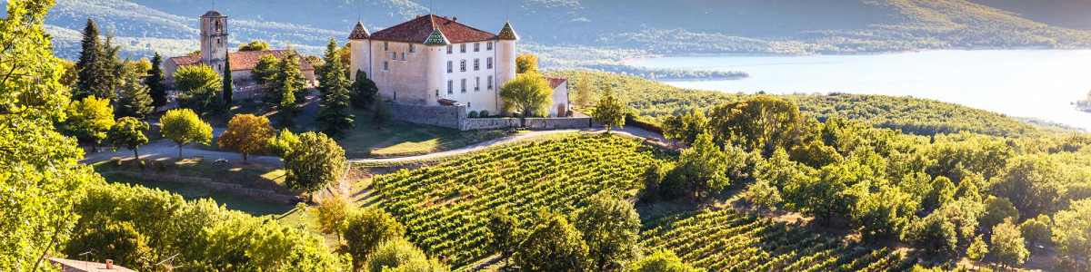 Vineyard 2