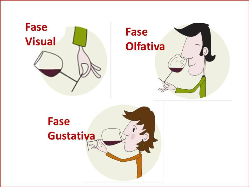 Fases para catar el vino
