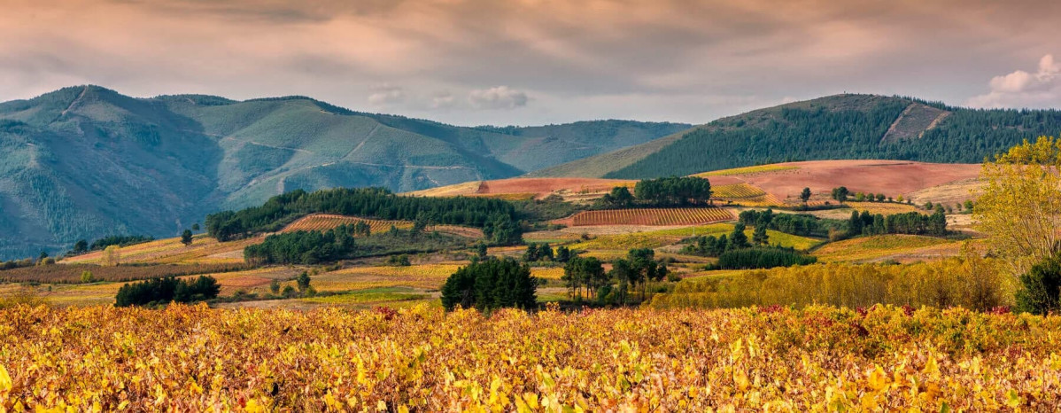 Larutadelvino 1800x700