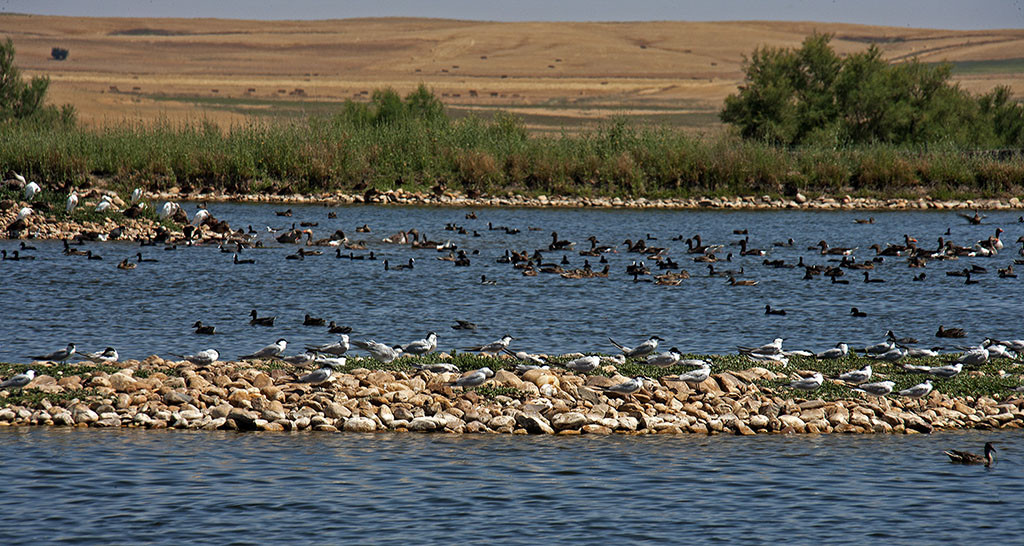 Via de la Plata03. Parque Natural de Lagunas de Villafafila