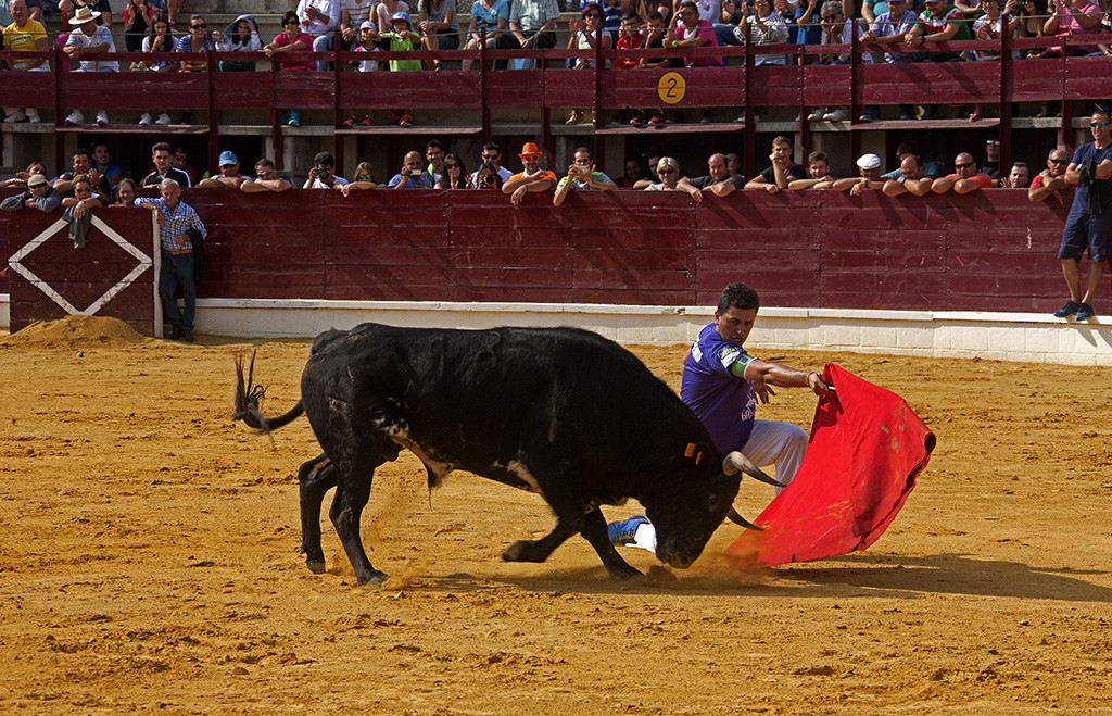 Ferias y Fiestas de San Antolin03. Capea