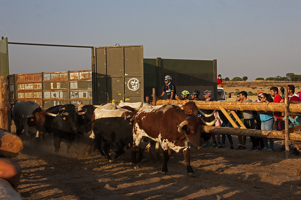 Ferias y Fiestas de San Antolin06. Encierro Tradicional