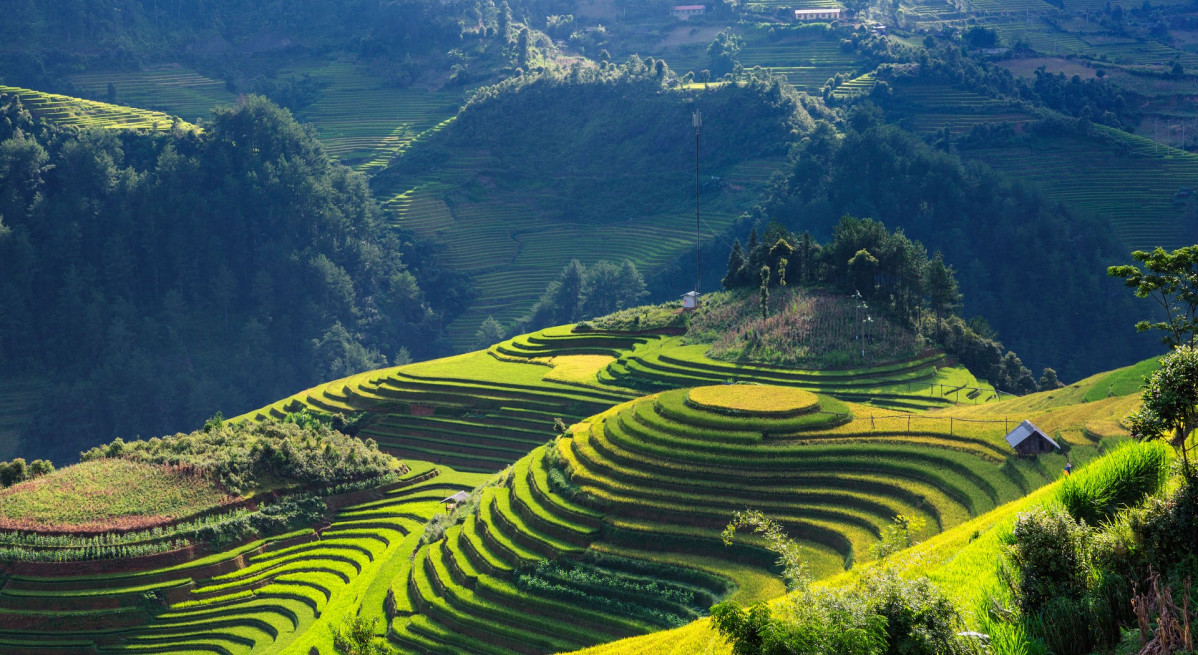 Arrozal vietnam