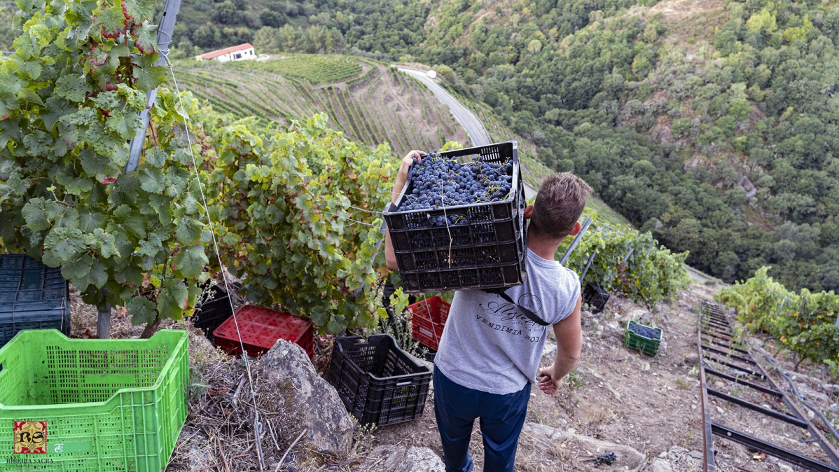 Ribeira Sacra Vendimia 13.09