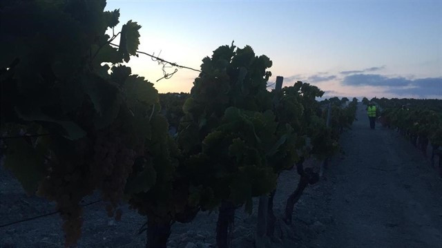 Jerez. Parras de uva antes de ser vendimiadas en el amanecer