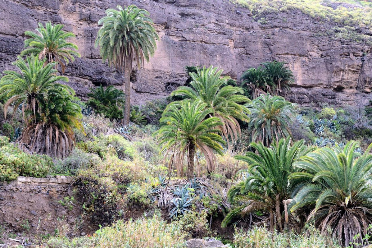 PalmerasBarrancoGuiniguadaLPGC