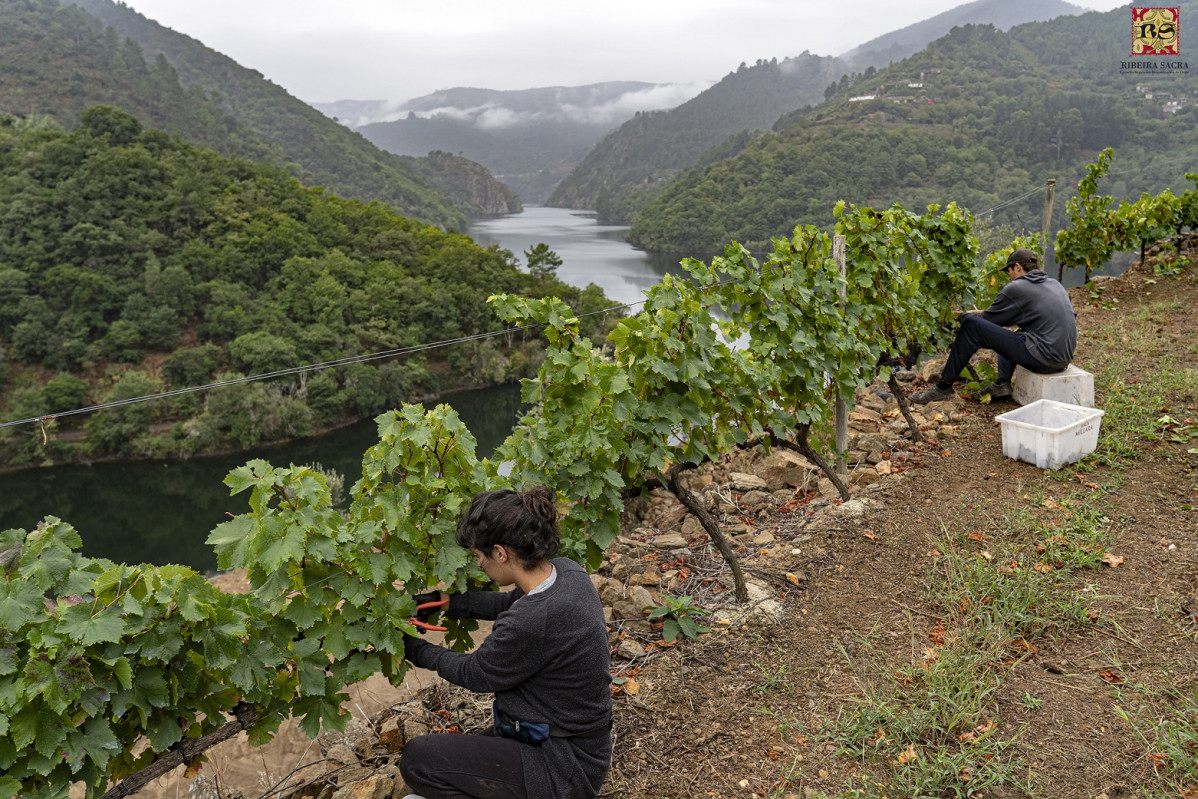 Vendimia 2019 ribeira Sacra NEM01573