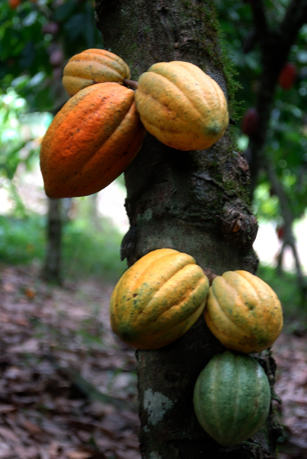 Cacao 1500