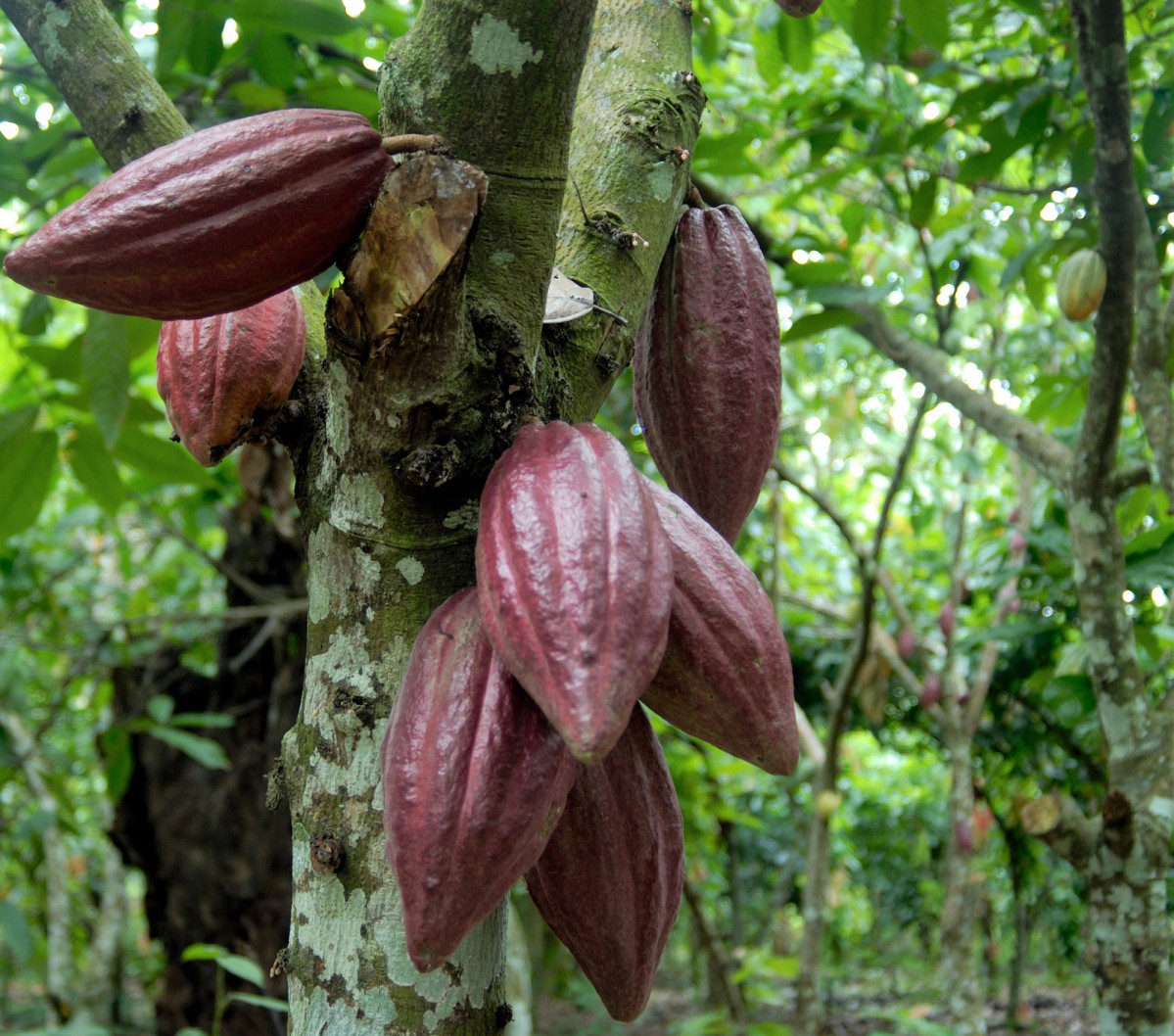 Cacao 003 1593