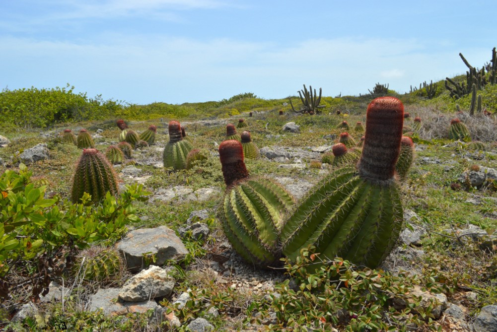 Puerto Rico Bosque Seco Guanica.